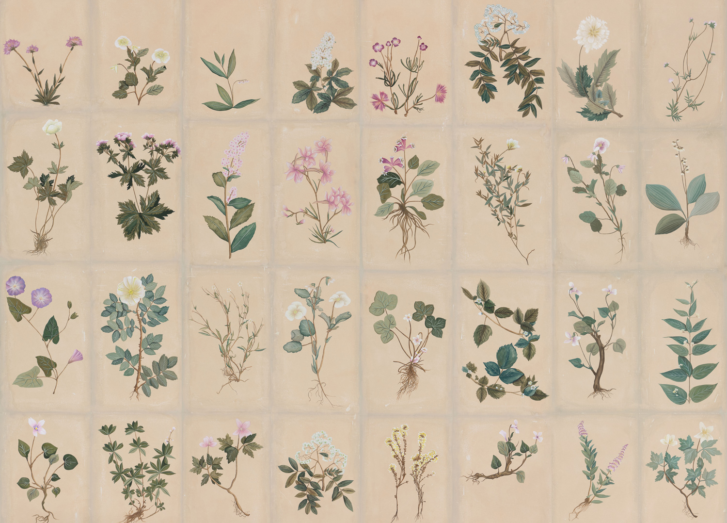Обои ручная роспись Botanical Studies Cutter colourway Обои ручная роспись Botanical Studies Cutter colourway - постер Loft-Concept в Барнауле