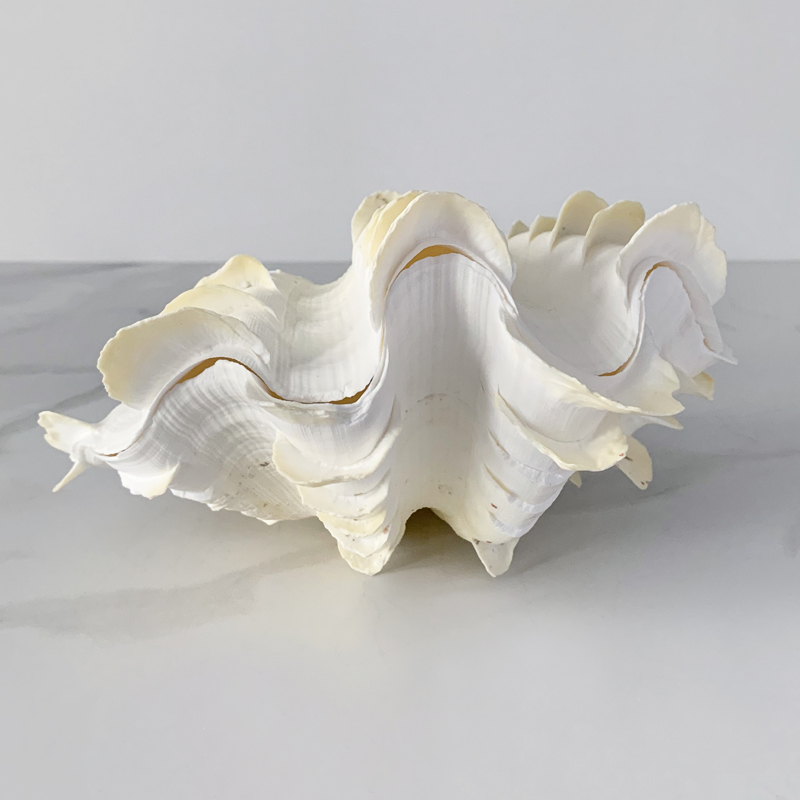 Статуэтка Tridacna Squamosa Shell S Статуэтка Tridacna Squamosa Shell S в Барнауле | Loft Concept