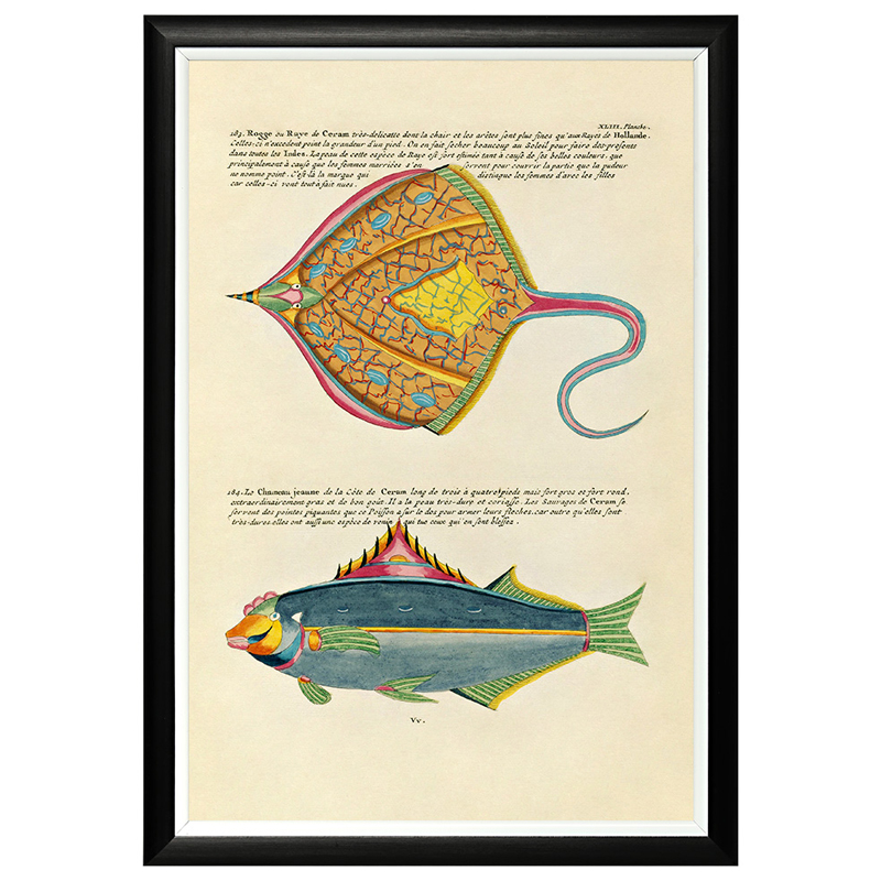 Постер в черной раме Fish Guide 25 Мульти Черный Постер в черной раме Fish Guide 25 Мульти Черный в Барнауле | Loft Concept