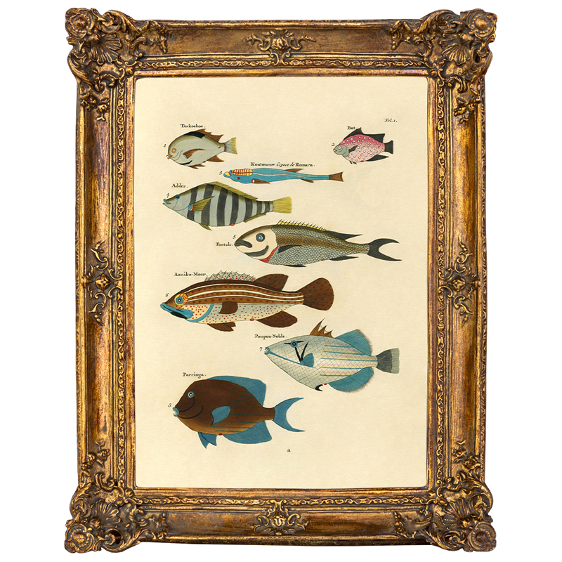 Постер Fish Species в багетной раме Мульти Золотой Постер Fish Species в багетной раме Мульти Золотой в Барнауле | Loft Concept