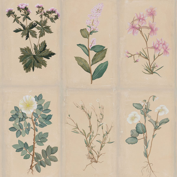 Обои ручная роспись Botanical Studies Cutter colourway Обои ручная роспись Botanical Studies Cutter colourway в Барнауле | Loft Concept