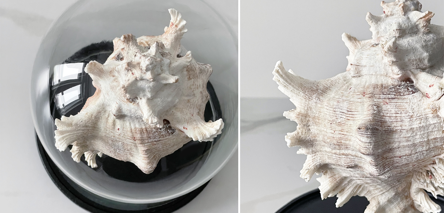 Статуэтка Murex Ramosus Glass Cloche - фото