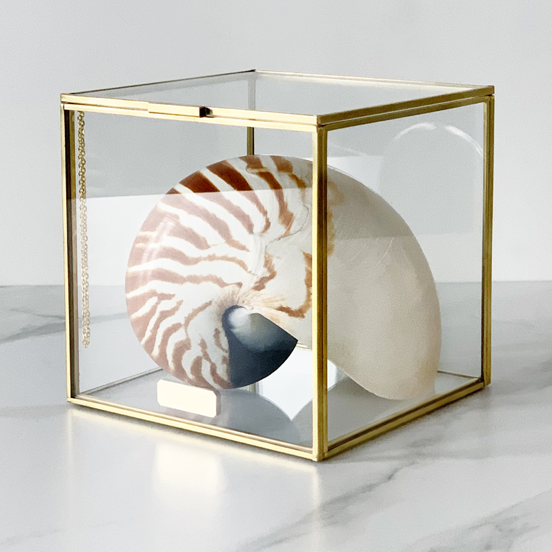 Статуэтка Nautilus Pompilius Glass Box M Статуэтка Nautilus Pompilius Glass Box M в Барнауле | Loft Concept