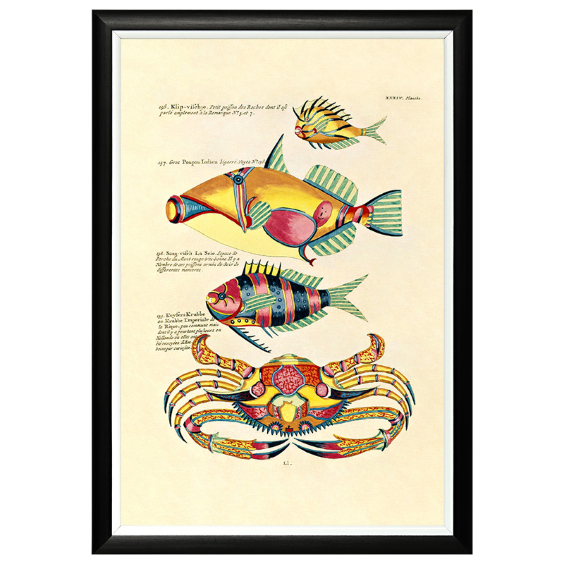 Постер в черной раме Fish Guide 22 Мульти Черный в Барнауле | Loft Concept 
