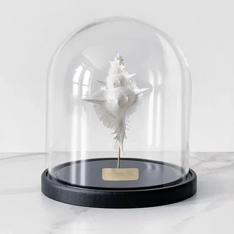 Статуэтка Murex Alabaster Glass Cloche Статуэтка Murex Alabaster Glass Cloche в Барнауле | Loft Concept