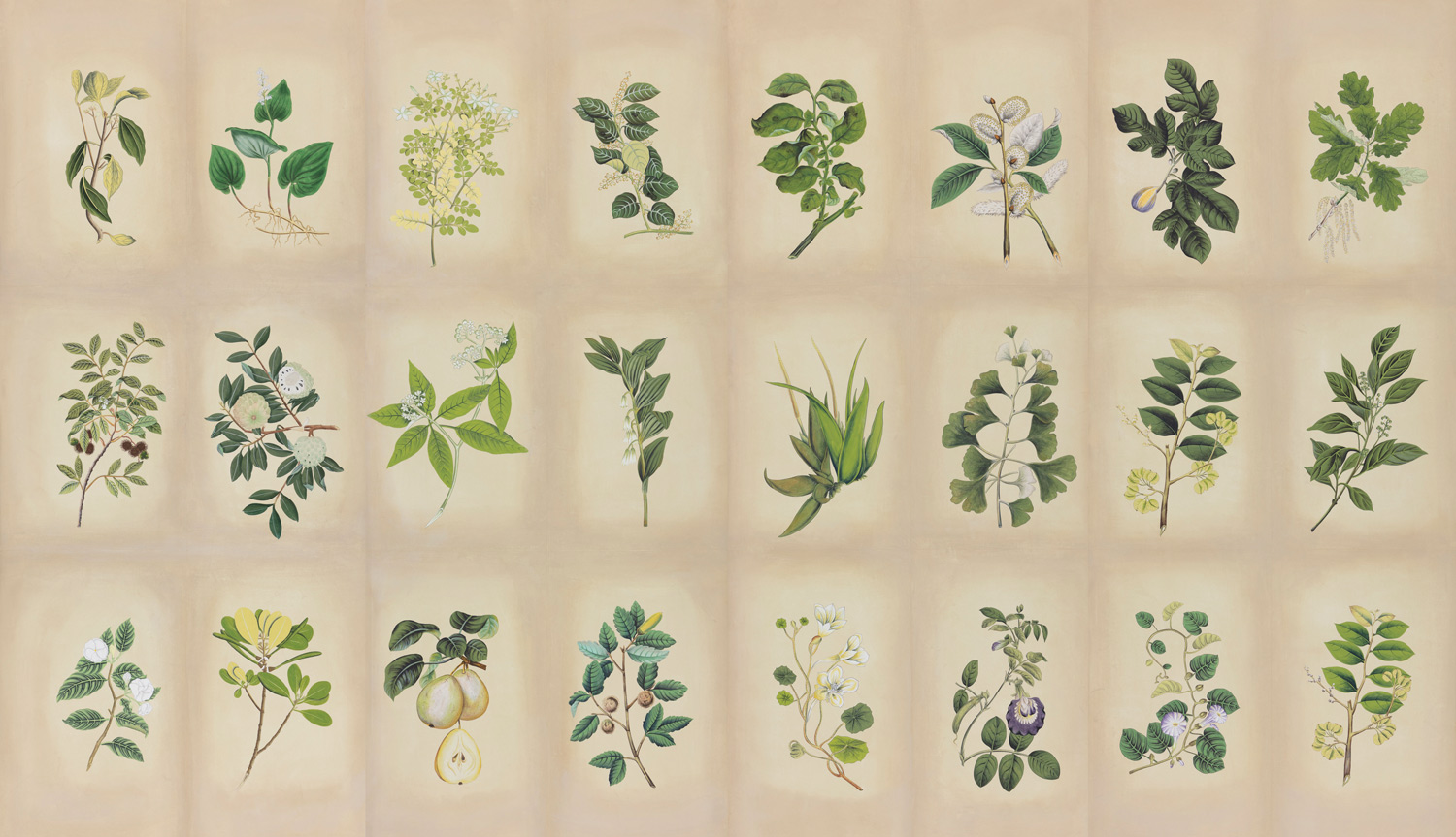 Обои ручная роспись Botanical Studies Linnaeus colourway Обои ручная роспись Botanical Studies Linnaeus colourway - постер Loft-Concept в Барнауле