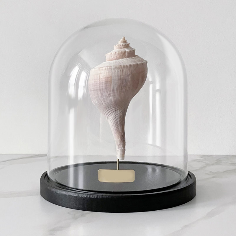 Статуэтка Busycon Canaliculatus Glass Cloche Статуэтка Busycon Canaliculatus Glass Cloche в Барнауле | Loft Concept