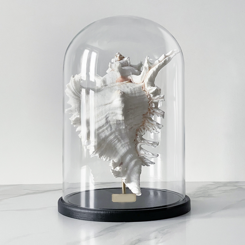 Статуэтка Murex Ramosus Glass Cloche XL Статуэтка Murex Ramosus Glass Cloche XL в Барнауле | Loft Concept