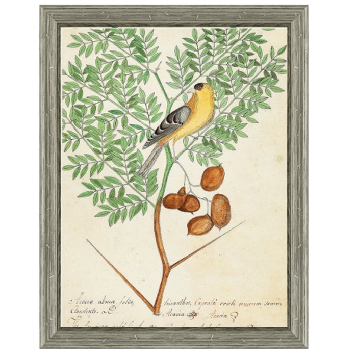 Постер Paradise Bird On Branch Постер Paradise Bird On Branch в Барнауле | Loft Concept