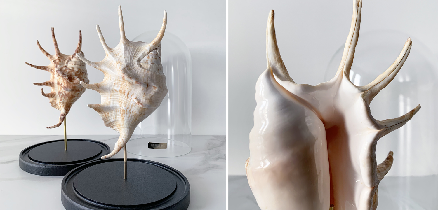 Статуэтка Lambis Glass Cloche - фото