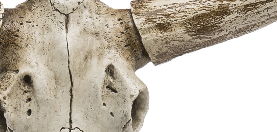 Череп быка Bull Skull Череп быка Bull Skull - Loft-Concept в Барнауле