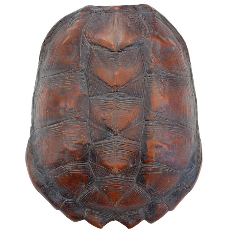 Аксессуар Turtle Shell Big Natural Коричневый Аксессуар Turtle Shell Big Natural Коричневый в Барнауле | Loft Concept