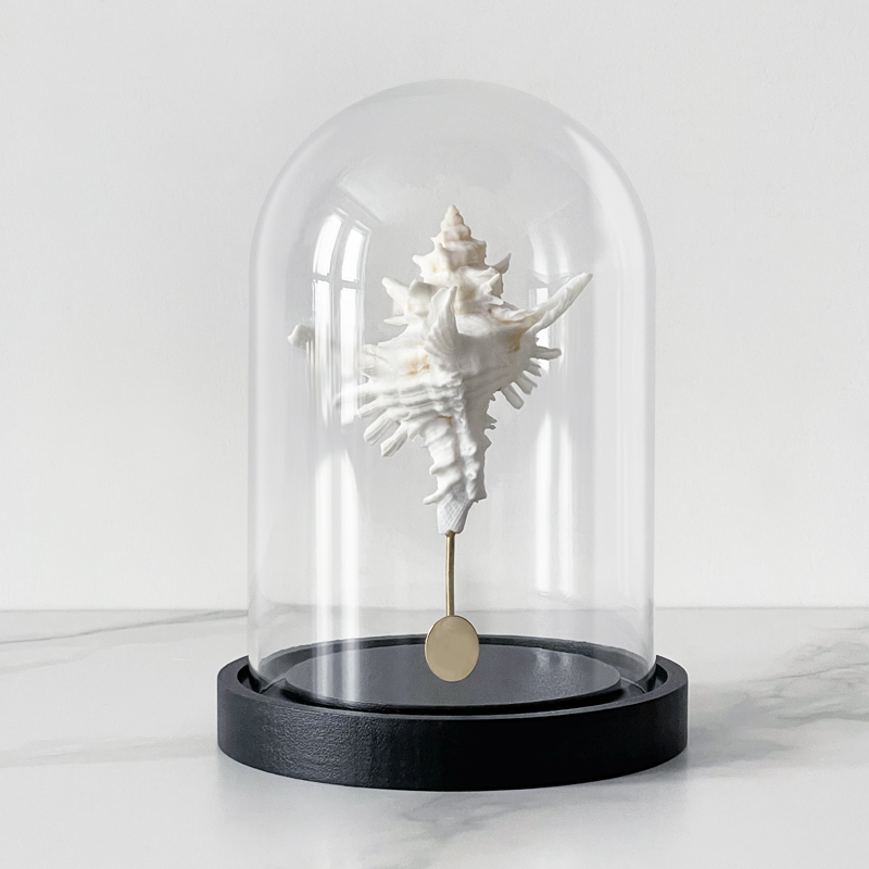 Статуэтка Murex Saharicus Glass Cloche Статуэтка Murex Saharicus Glass Cloche в Барнауле | Loft Concept