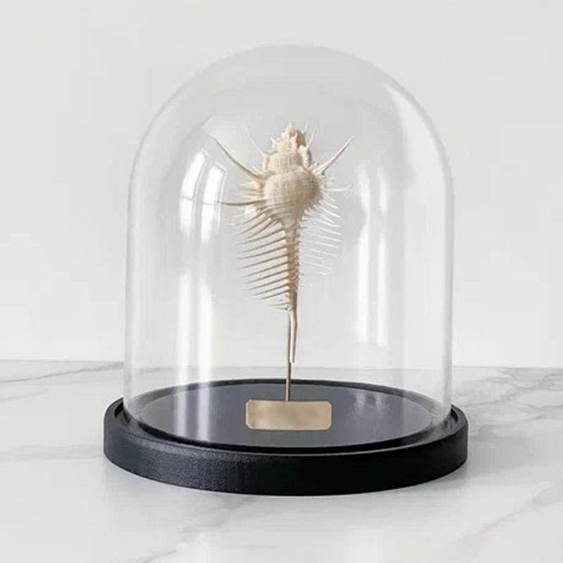 Статуэтка Murex Pecten Glass Cloche Статуэтка Murex Pecten Glass Cloche в Барнауле | Loft Concept