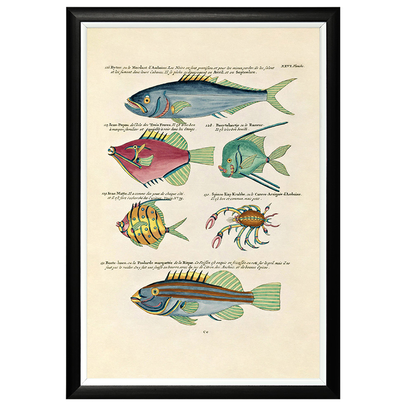 Постер в черной раме Fish Guide 15 Мульти Черный в Барнауле | Loft Concept 