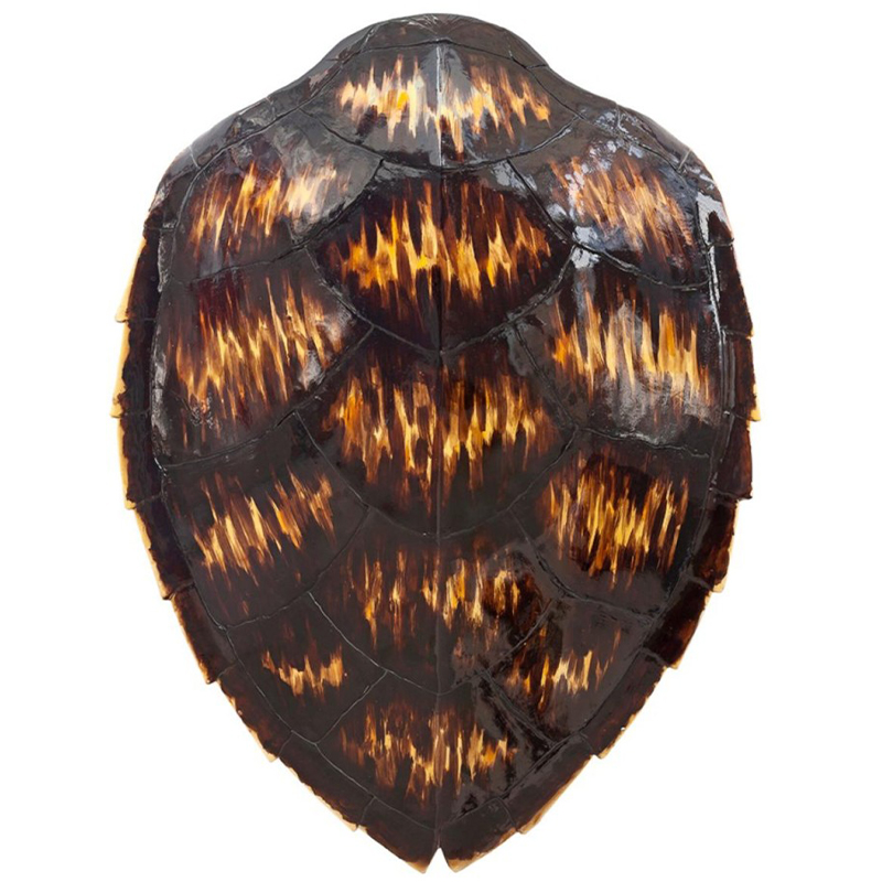 Аксессуар Turtle Shell Motley Natural Коричневый Желтый Аксессуар Turtle Shell Motley Natural Коричневый Желтый в Барнауле | Loft Concept