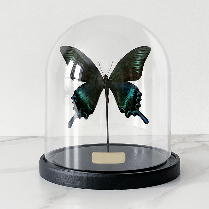 Статуэтка Butterfly Sailboat Maaka Glass Cloche Статуэтка Butterfly Sailboat Maaka Glass Cloche в Барнауле | Loft Concept