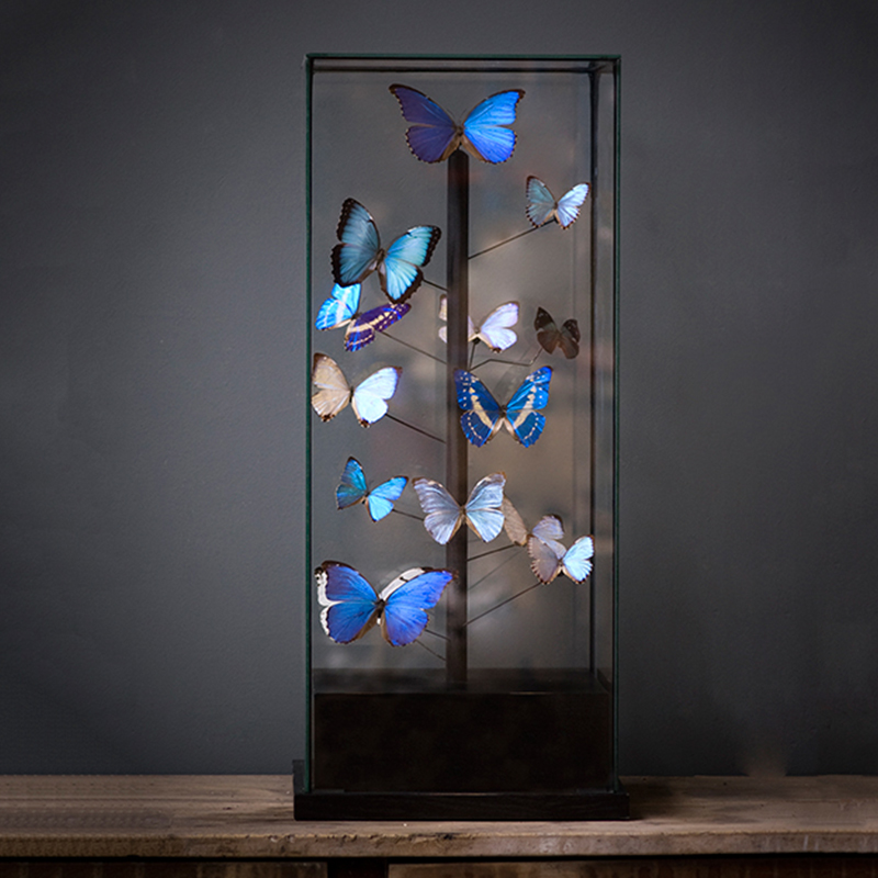 Статуэтка 14 Blue Butterflies Morphos Glass Box Статуэтка 14 Blue Butterflies Morphos Glass Box в Барнауле | Loft Concept