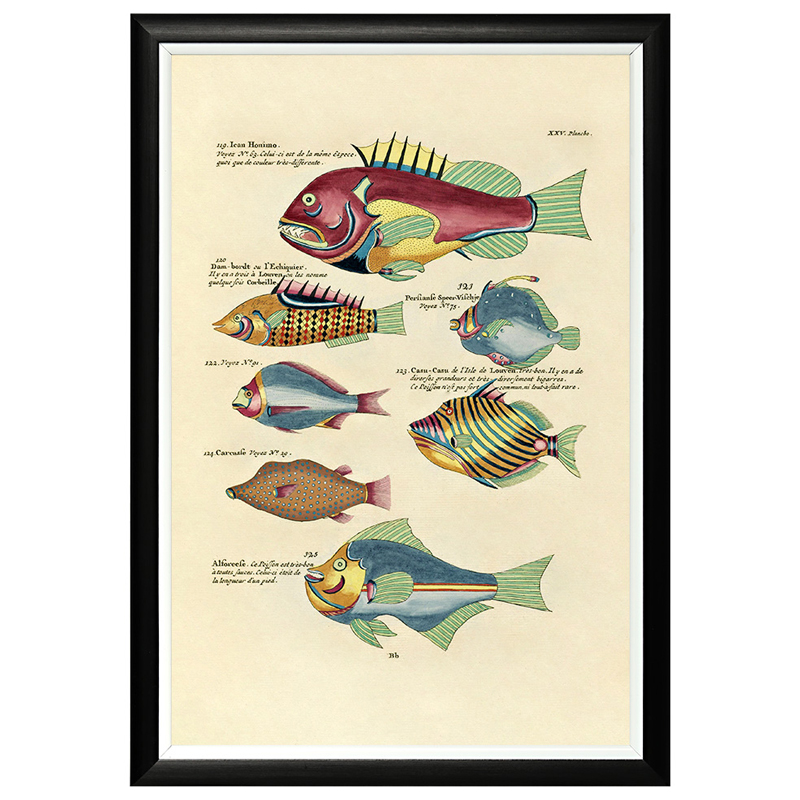 Постер в черной раме Fish Guide 14 Мульти Черный в Барнауле | Loft Concept 