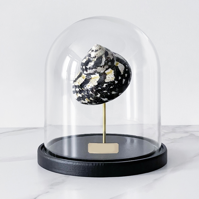 Статуэтка Turbo Cittarium Pica Glass Cloche Статуэтка Turbo Cittarium Pica Glass Cloche в Барнауле | Loft Concept