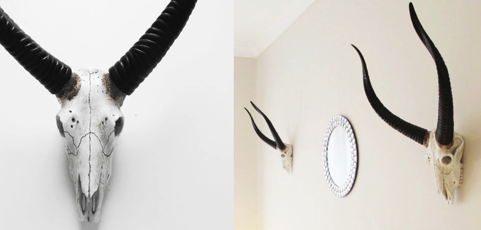 Череп антилопы с черными рогами - Loft-Concept в Барнауле