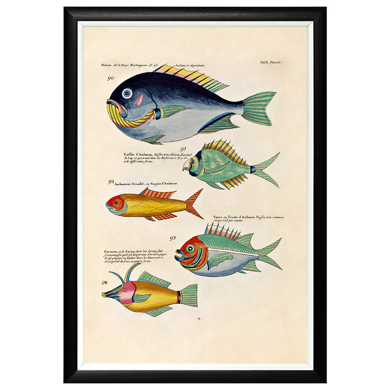 Постер в черной раме Fish Guide 12 Мульти Черный Постер в черной раме Fish Guide 12 Мульти Черный в Барнауле | Loft Concept