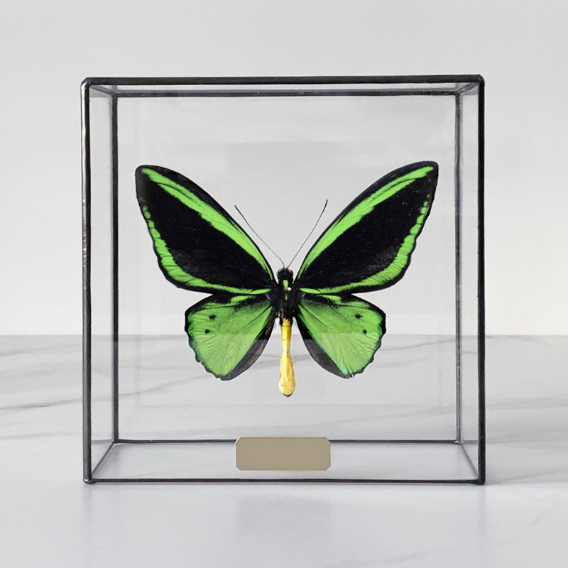 Статуэтка Butterfly Priamus Poseidon Glass Box Статуэтка Butterfly Priamus Poseidon Glass Box в Барнауле | Loft Concept