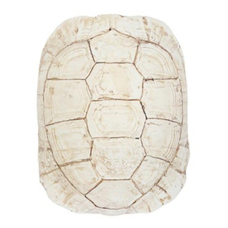Аксессуар Turtle Shell White Бежевый Аксессуар Turtle Shell White Бежевый в Барнауле | Loft Concept