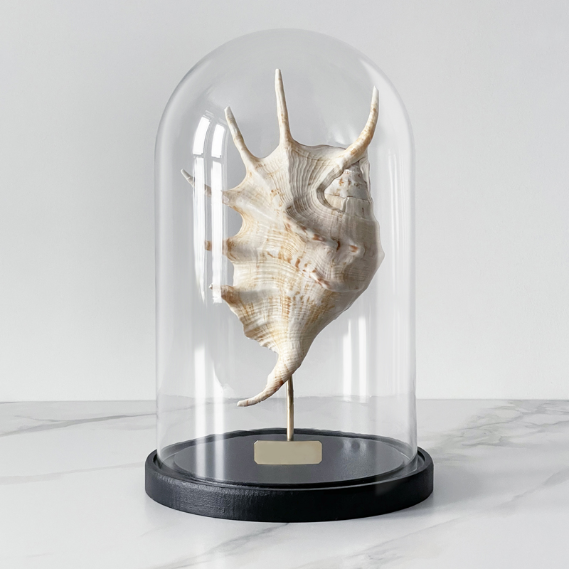 Статуэтка Lambis Glass Cloche Статуэтка Lambis Glass Cloche в Барнауле | Loft Concept