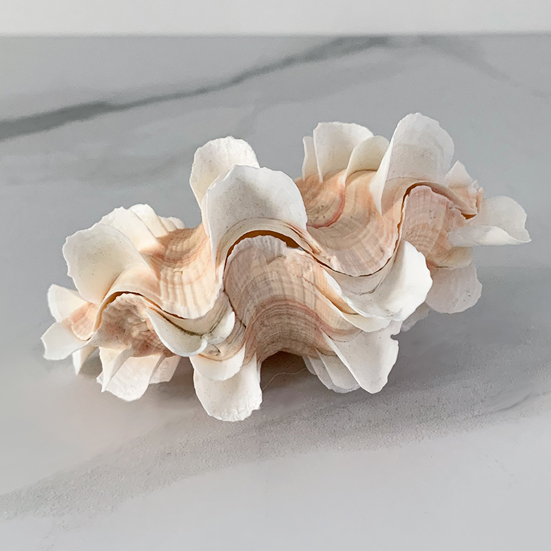 Статуэтка Tridacna Shell XS Статуэтка Tridacna Shell XS в Барнауле | Loft Concept