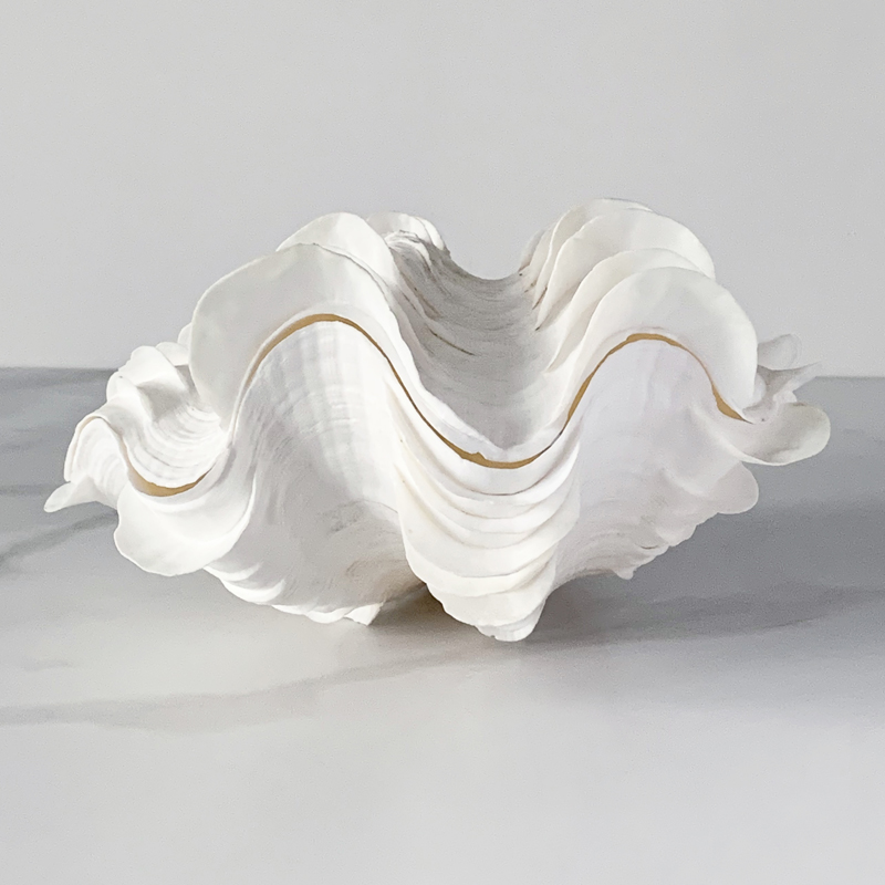 Статуэтка Tridacna Squamosa Shell Статуэтка Tridacna Squamosa Shell в Барнауле | Loft Concept