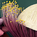 Статуэтка фантастический фрукт Exotic Tropical Fruit orange and white 67 варинант исполнения - 2 | Loft Concept в Барнауле