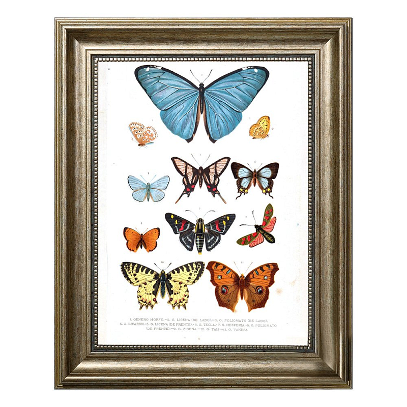 Постер Blue Butterfly Постер Blue Butterfly в Барнауле | Loft Concept