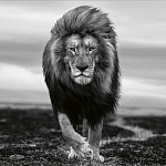 Книга Beusker. Look into my Eyes варинант исполнения - 7 | Loft Concept в Барнауле