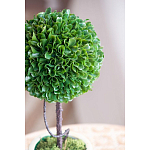 Декоративный искусственное растение Single boxwood варинант исполнения - 7 | Loft Concept в Барнауле