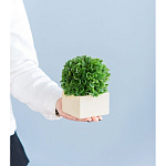 Декоративный искусственное растение Square boxwood варинант исполнения - 7 | Loft Concept в Барнауле