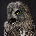 Чучело Совы таксидермия варинант исполнения - 2 | Loft Concept в Барнауле