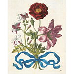 Книга цветов 22 постера Maria Sibylla Merian: 22 Pull-Out Posters варинант исполнения - 3 | Loft Concept в Барнауле