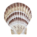 Фигурка из фарфора в виде ракушки морского гребешка Marine Tridacna варинант исполнения - 1 | Loft Concept в Барнауле
