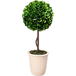 Декоративный искусственное растение Single boxwood варинант исполнения - 1 | Loft Concept в Барнауле