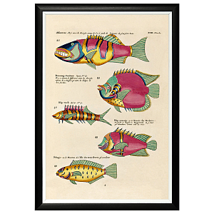 Постер в черной раме Fish Guide 11