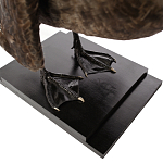 Настоящее чучело черного лебедя Black Swan варинант исполнения - 4 | Loft Concept в Барнауле