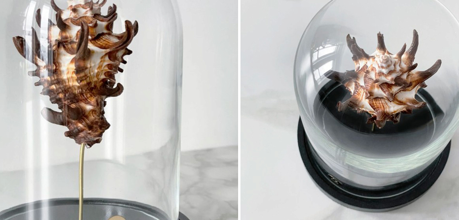Статуэтка Vasum Tubiferum Glass Cloche Статуэтка Vasum Tubiferum Glass Cloche - Loft-Concept в Барнауле
