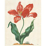 Книга цветов 22 постера Maria Sibylla Merian: 22 Pull-Out Posters варинант исполнения - 5 | Loft Concept в Барнауле