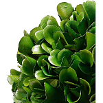 Декоративный искусственное растение Square boxwood варинант исполнения - 2 | Loft Concept в Барнауле