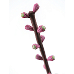 Статуэтка тропический фрукт Pandora Tropical Fruit Tall Pink Green варинант исполнения - 1 | Loft Concept в Барнауле