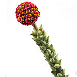 Статуэтка тропический фрукт  Tropical Fruit High Orange варинант исполнения - 2 | Loft Concept в Барнауле