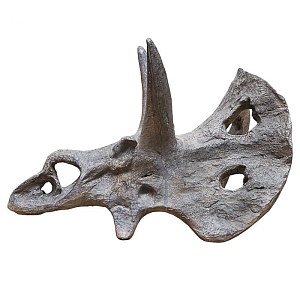 Череп динозавра UNICORNIS