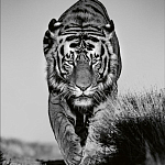 Книга Beusker. Look into my Eyes варинант исполнения - 6 | Loft Concept в Барнауле