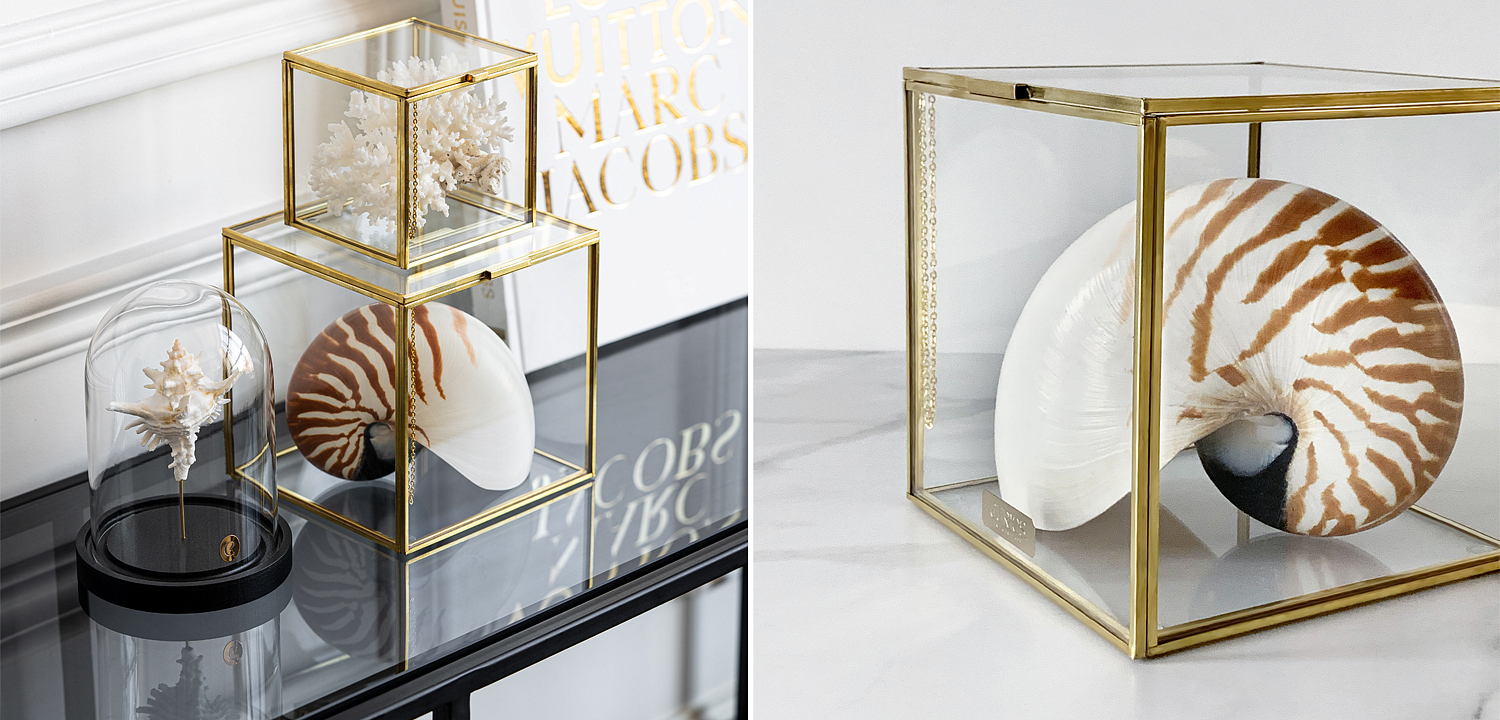 Статуэтка Nautilus Pompilius Glass Box M Статуэтка Nautilus Pompilius Glass Box M - Loft-Concept в Барнауле